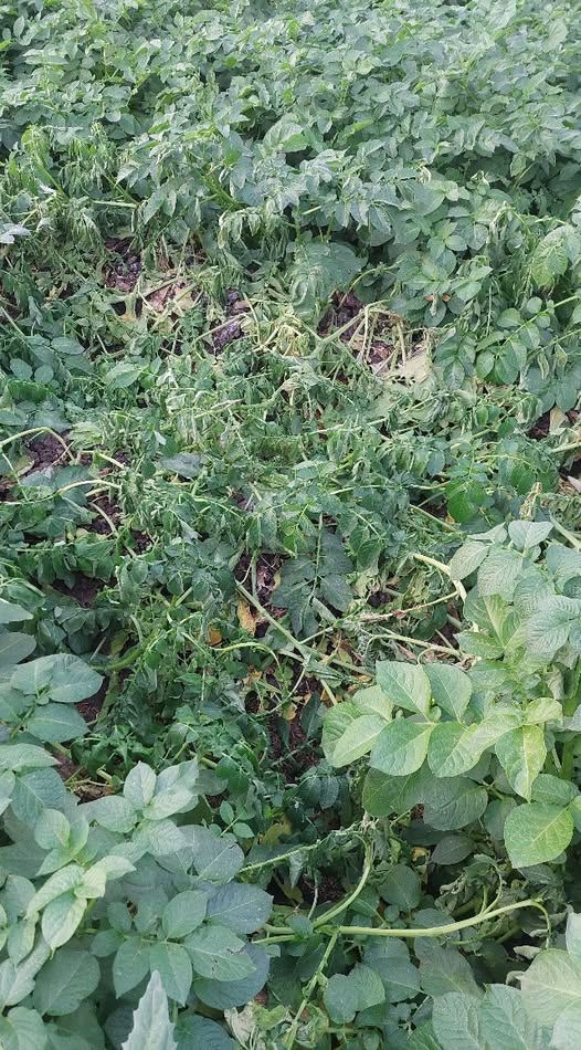 برن عمر ٨٠ يوم